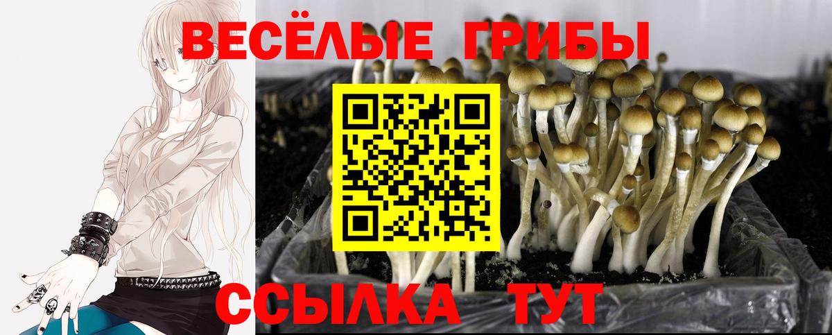 Псилоцибиновые грибы Psilocybine cubensis Кулебаки
